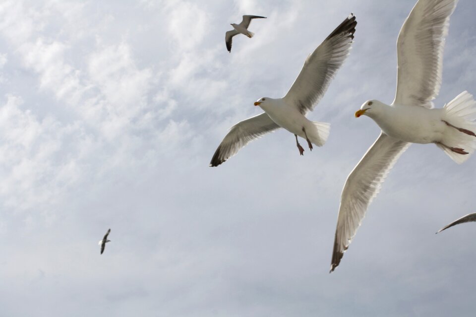 Sky bird animal