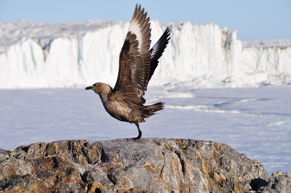 Flight animal flying