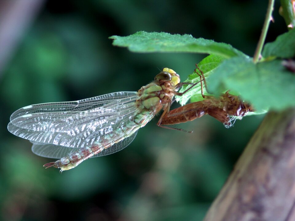 Animal chitin close up