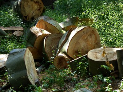 Growing stock nature wood slices