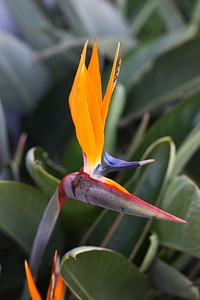 Blossom flower nature