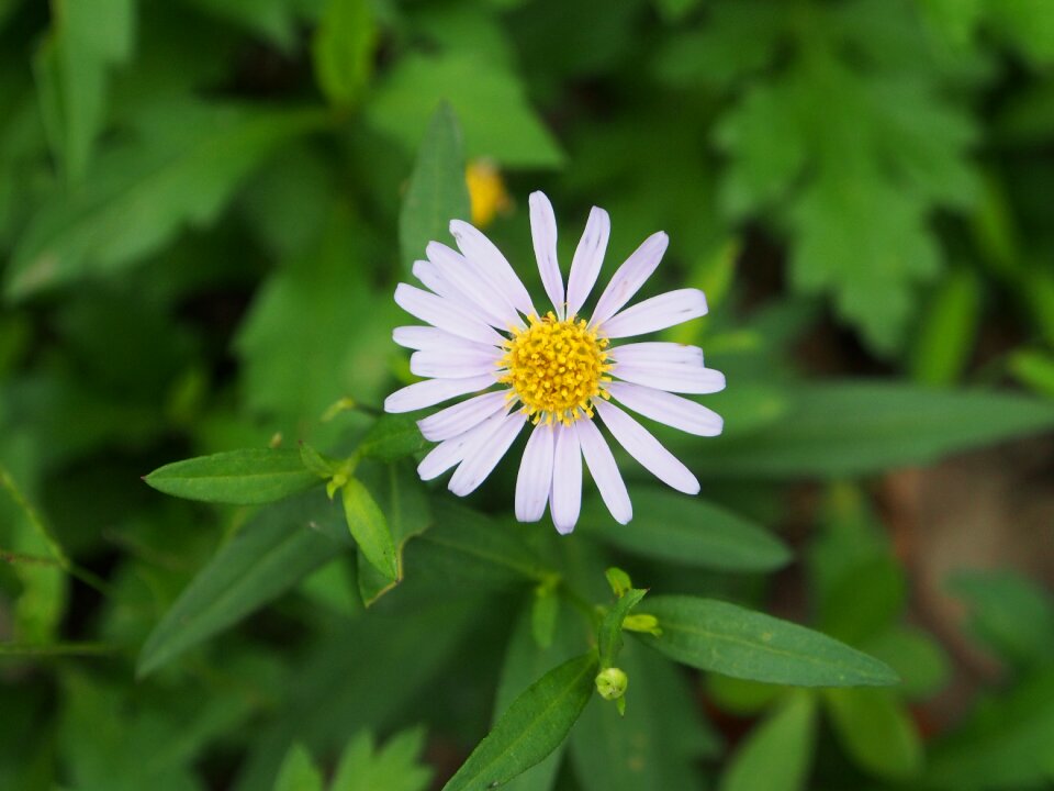 Indian blanket flowers white flower grass