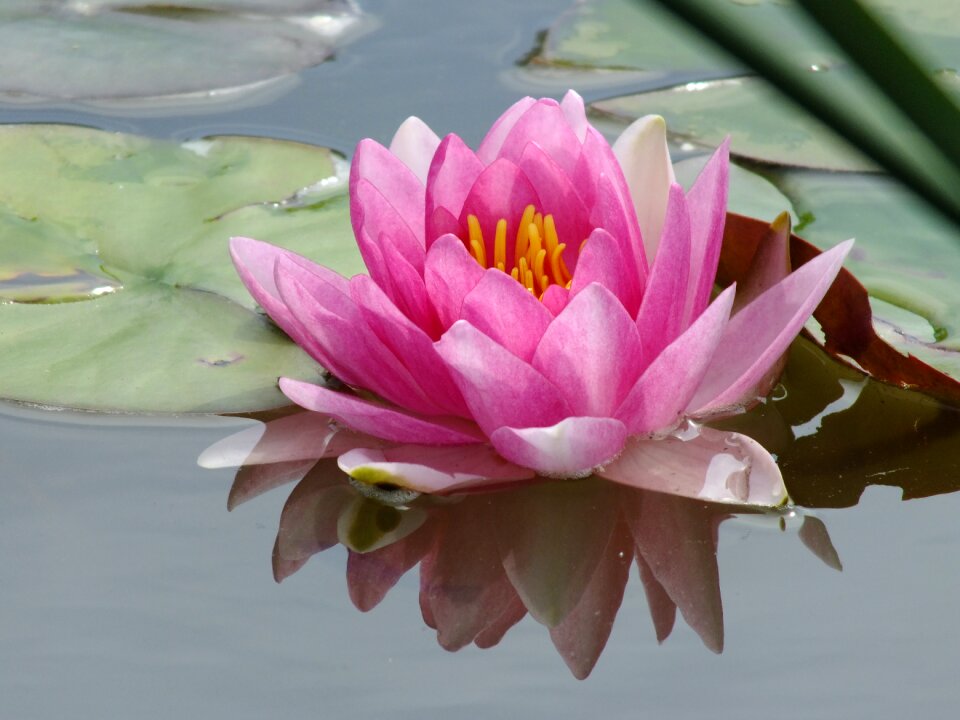 Pond flower water