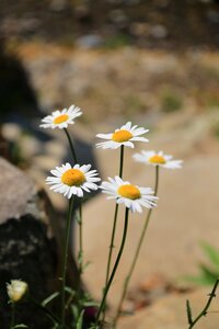 Park nature white flowers