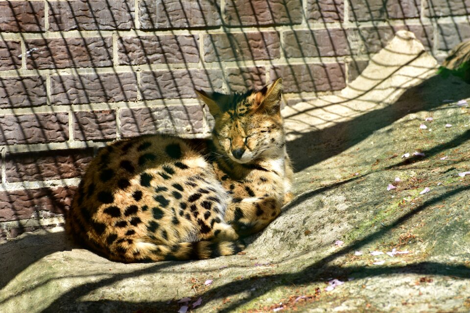 Carnivores wild animal animal world