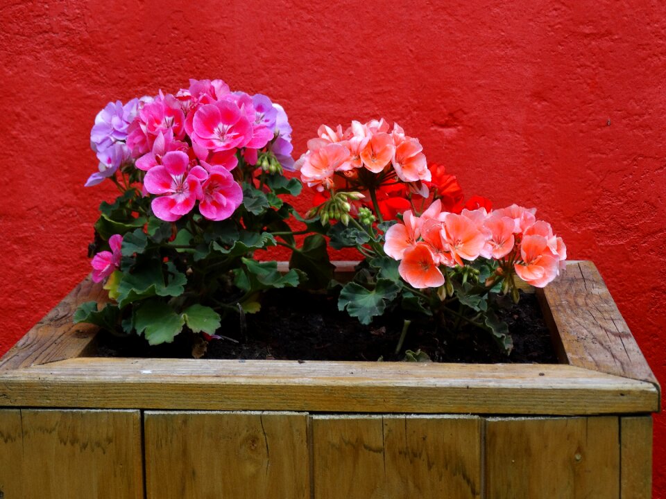Pink red garden