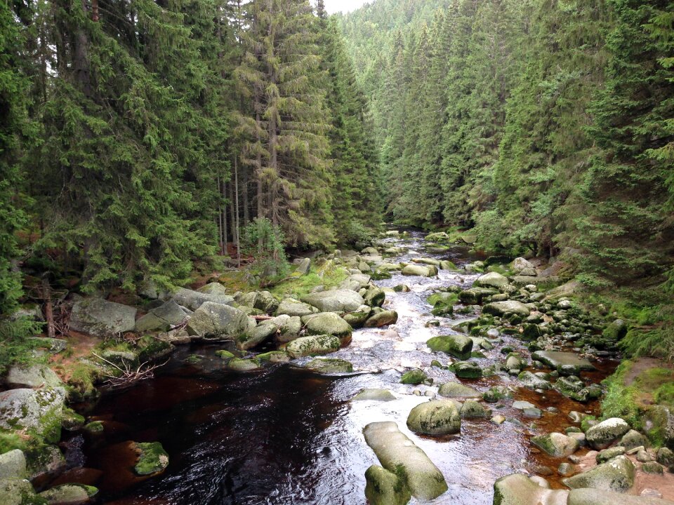 Nature šumava forest