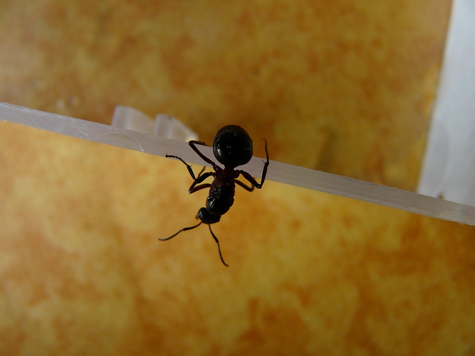 Ant nature red wood ant