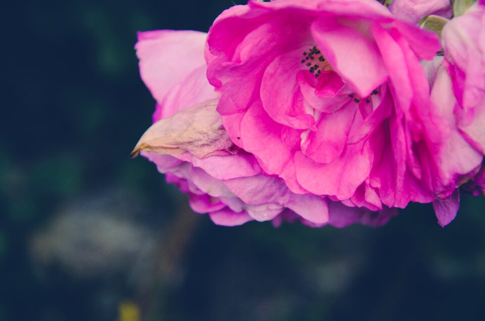 Dreamy pink decoration