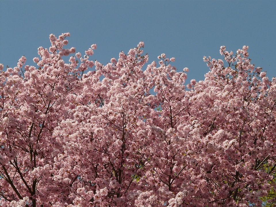 Tree japanese cherry japanese flowering cherry