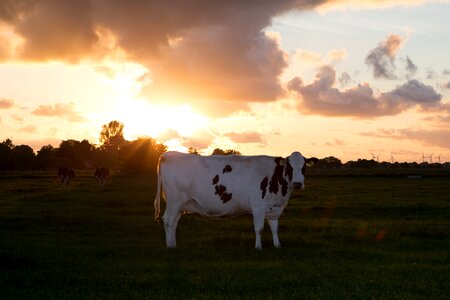 Pasture agriculture milk cow photo