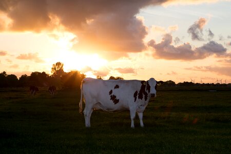 Pasture agriculture milk cow