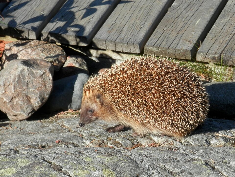 Hedgehog summer villa