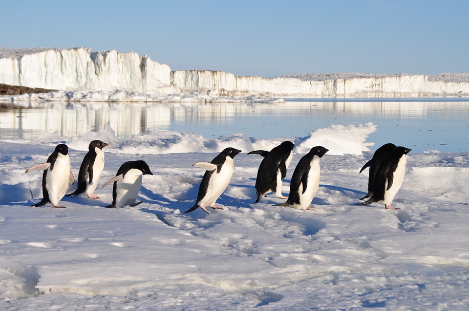 Birds arctic water