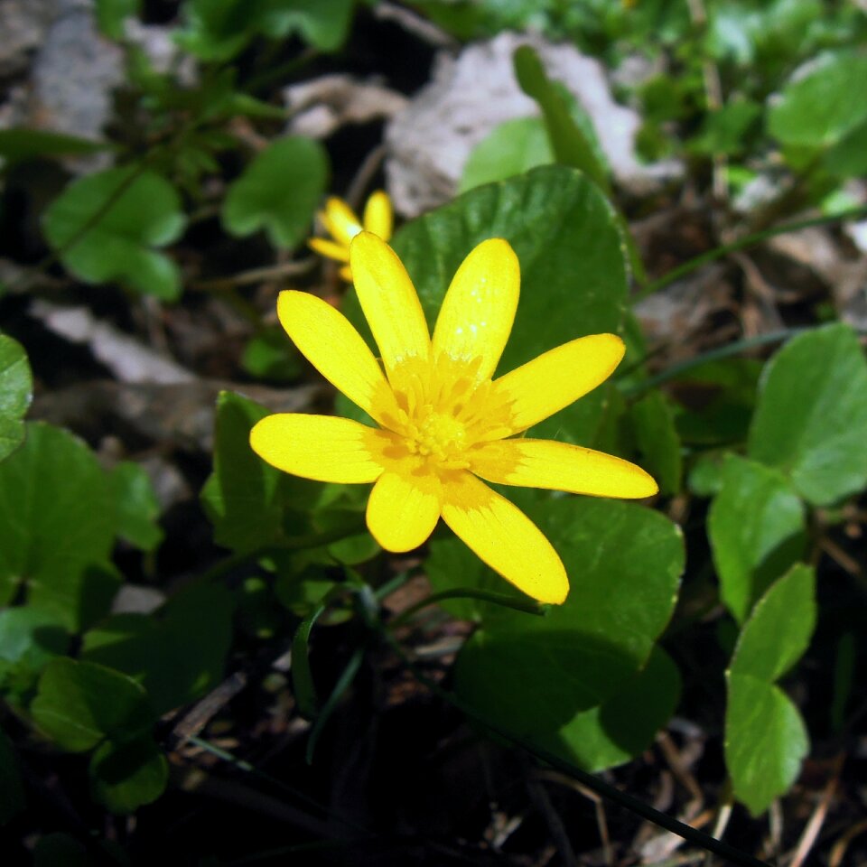Yellow macro photography spring