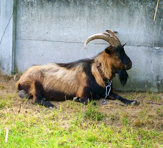 Brown goat buck ruminating goat resting male goat