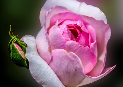Blossom bloom rose bloom