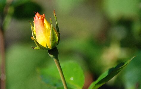 Nature floral plant