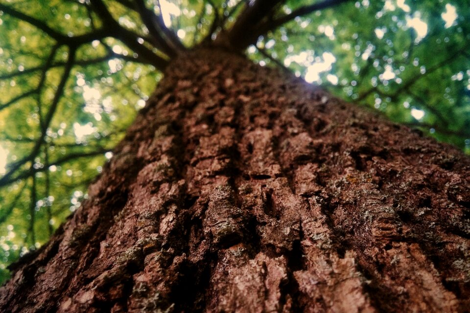 Nature foliage the bark