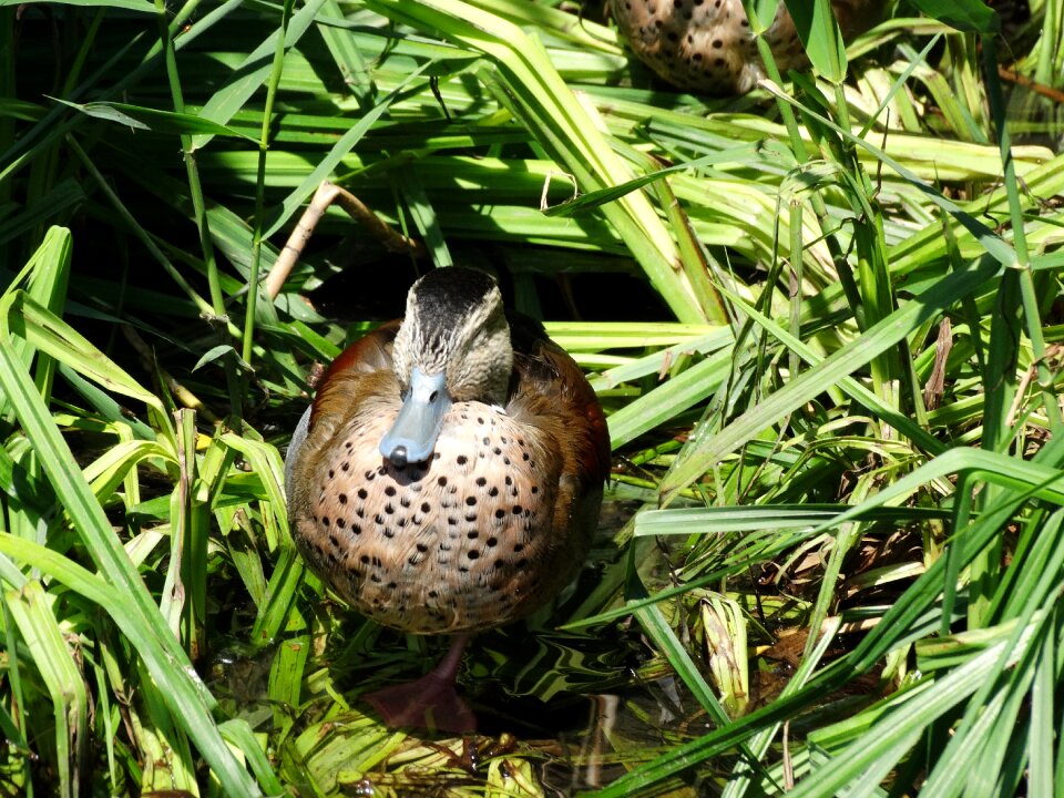 Duck zoo bird