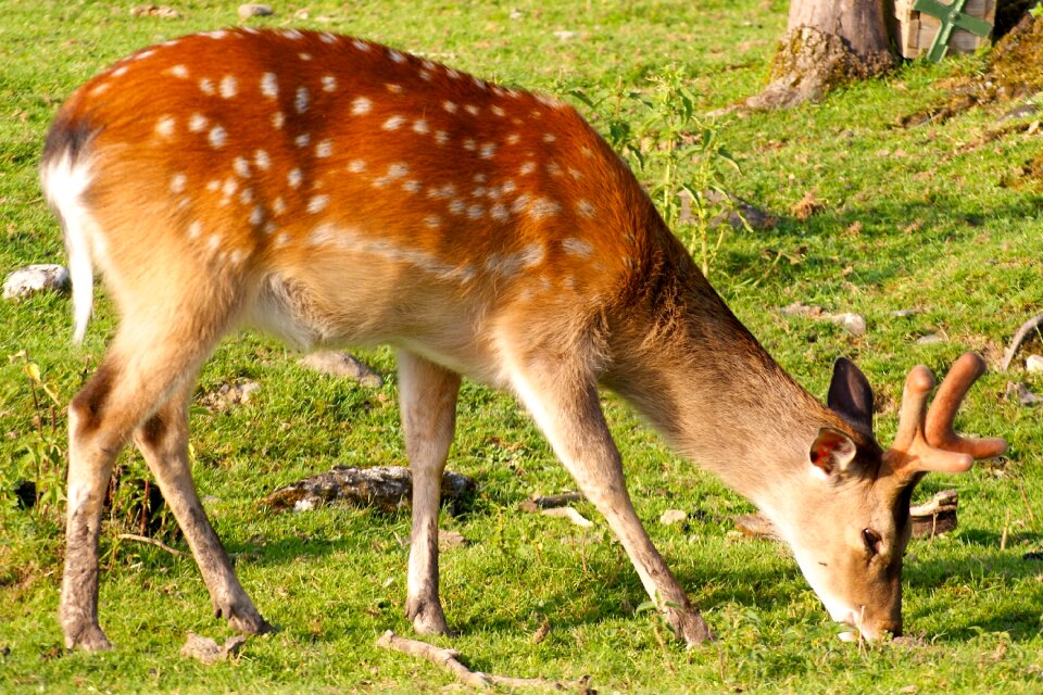 Nature hirsch wildlife park