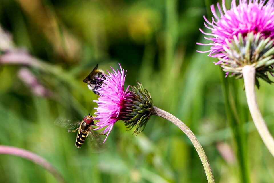 Insect plant close up