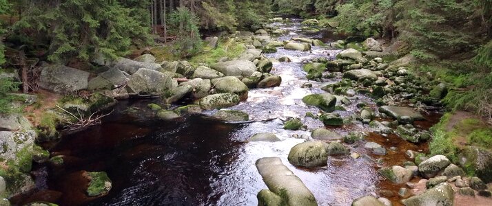 Nature šumava forest photo