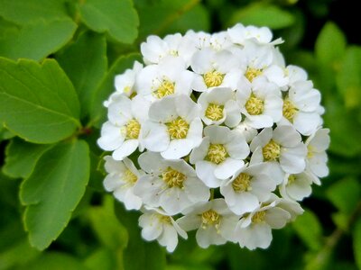Spring petal foliage