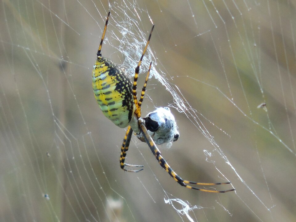 Nature wildlife web
