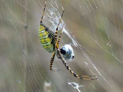 Nature wildlife web