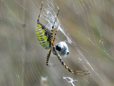 Nature wildlife web photo