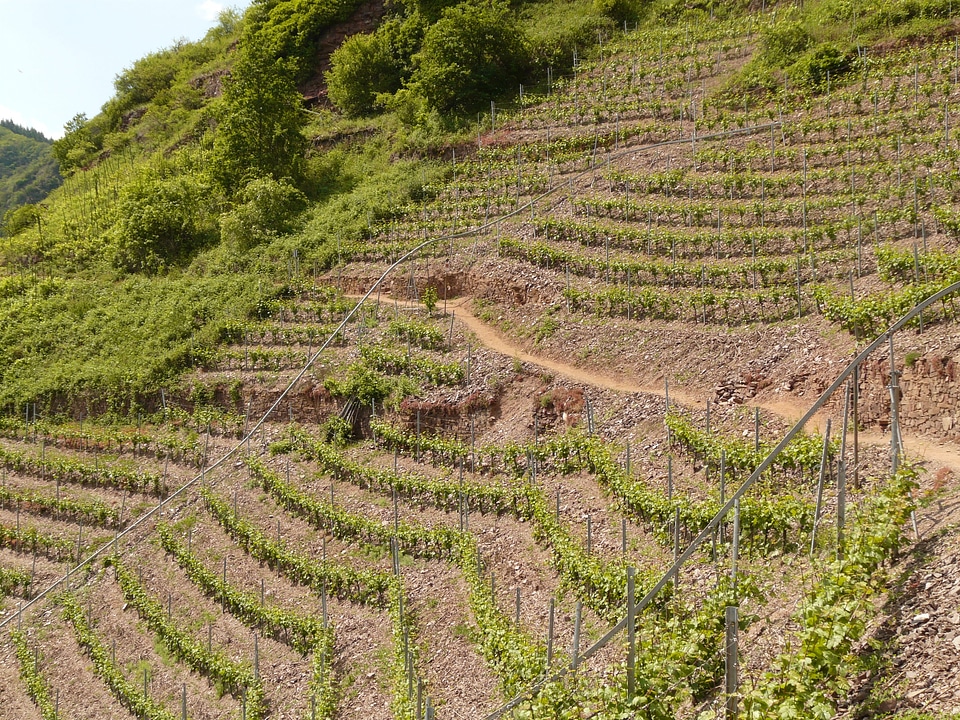 Wine steep location mosel