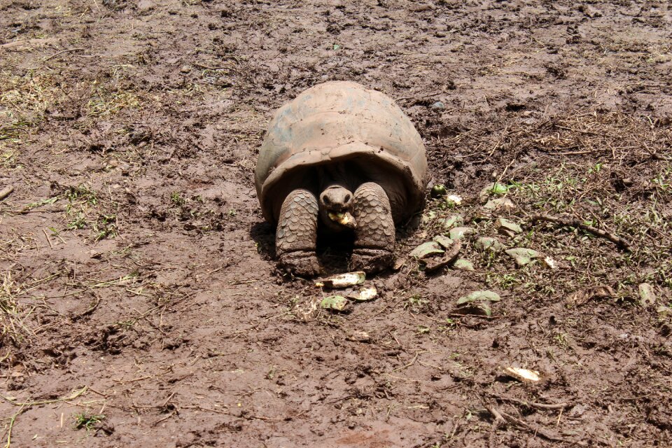 Animals turtle reptile