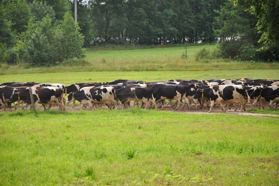 Milk farming country