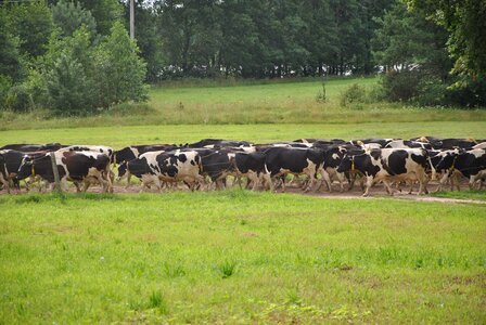 Milk farming country photo