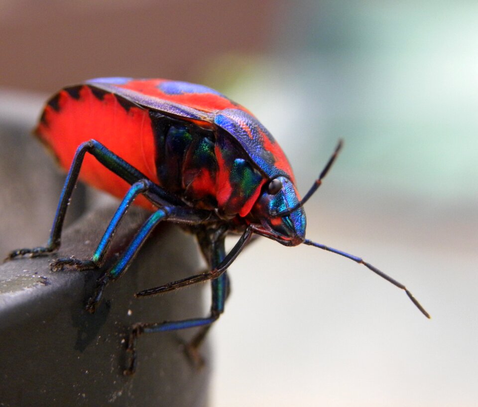 Australian bright bug