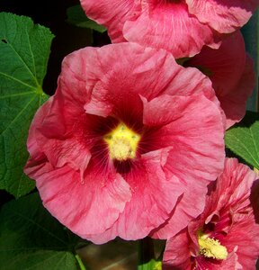 Pink mauve rose garden mallow summer flower