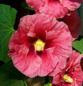 Pink mauve rose garden mallow summer flower photo