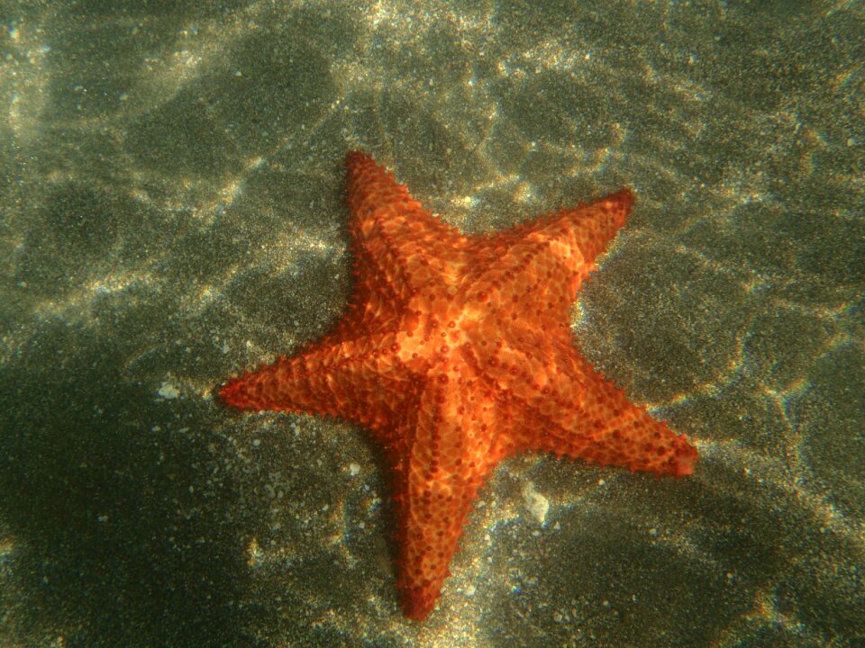 Sea star caribbean island
