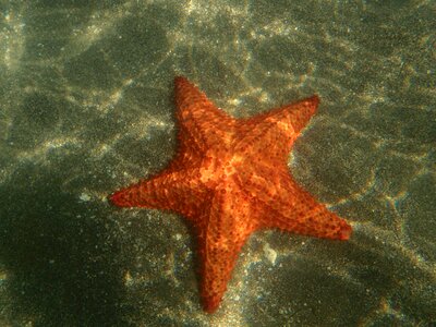 Sea star caribbean island photo