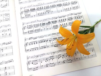 Sheet music yellow naira flowers photo