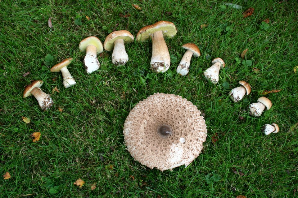 Mushroom nature mushroom harvest