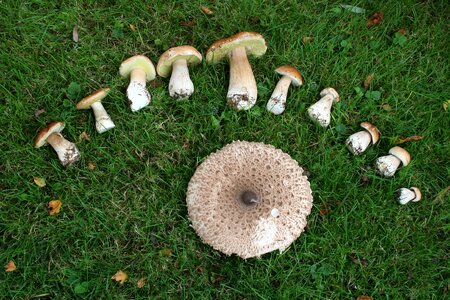 Mushroom nature mushroom harvest photo