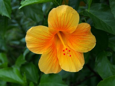 Hibiscus cleft yellow photo