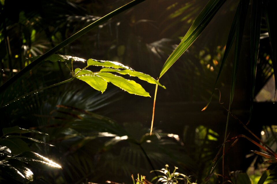 Tree environment natural