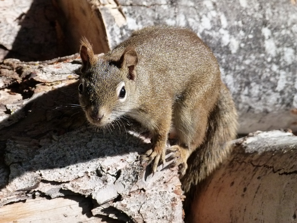 Nature wildlife cute