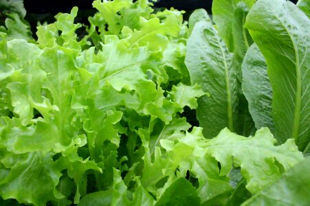 Salad greens healthy photo