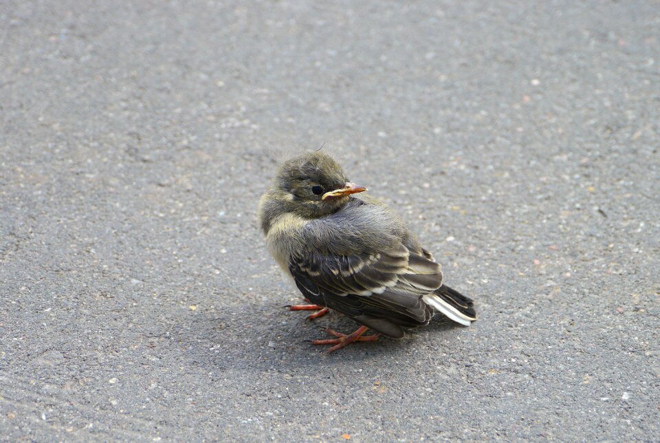 Feather little bird fauna