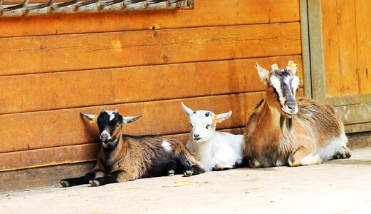 Goats relaxed family