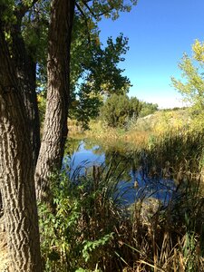 Pond outdoor reflection